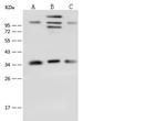 TXNL1 Antibody in Western Blot (WB)