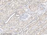 ERH Antibody in Immunohistochemistry (Paraffin) (IHC (P))