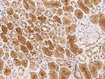 SCLY Antibody in Immunohistochemistry (Paraffin) (IHC (P))