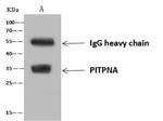 PITPN Antibody in Immunoprecipitation (IP)