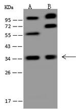 PITPN Antibody in Western Blot (WB)