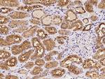 ATP6V1F Antibody in Immunohistochemistry (Paraffin) (IHC (P))