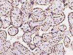 NMNAT1 Antibody in Immunohistochemistry (Paraffin) (IHC (P))