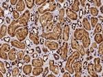 SCLY Antibody in Immunohistochemistry (Paraffin) (IHC (P))