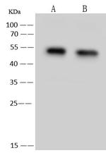 PSMD4 Antibody in Western Blot (WB)