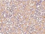 VMO1 Antibody in Immunohistochemistry (Paraffin) (IHC (P))