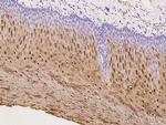 TGM3 Antibody in Immunohistochemistry (Paraffin) (IHC (P))