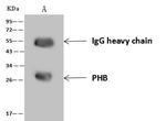 Prohibitin Antibody in Immunoprecipitation (IP)