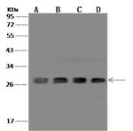 Prohibitin Antibody in Western Blot (WB)