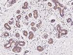 C19orf57 Antibody in Immunohistochemistry (Paraffin) (IHC (P))