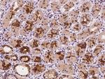 CYB561 Antibody in Immunohistochemistry (Paraffin) (IHC (P))