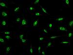 BRAF35 Antibody in Immunocytochemistry (ICC/IF)