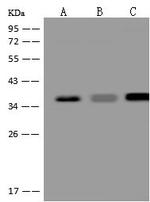 BRAF35 Antibody in Western Blot (WB)