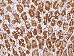 SARG Antibody in Immunohistochemistry (Paraffin) (IHC (P))