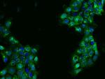 FAR2 Antibody in Immunocytochemistry (ICC/IF)