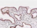 RNF113A Antibody in Immunohistochemistry (Paraffin) (IHC (P))