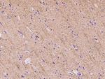 SLC6A11 Antibody in Immunohistochemistry (Paraffin) (IHC (P))