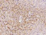 OATP8 Antibody in Immunohistochemistry (Paraffin) (IHC (P))