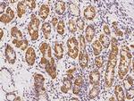 TAPT1 Antibody in Immunohistochemistry (Paraffin) (IHC (P))