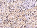 SLC45A4 Antibody in Immunohistochemistry (Paraffin) (IHC (P))