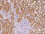 SLC26A6 Antibody in Immunohistochemistry (Paraffin) (IHC (P))