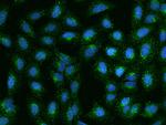 RRAGB Antibody in Immunocytochemistry (ICC/IF)