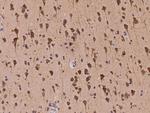 KCNQ5 Antibody in Immunohistochemistry (Paraffin) (IHC (P))