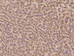 KCNQ5 Antibody in Immunohistochemistry (Paraffin) (IHC (P))