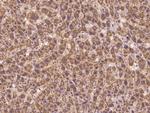 SLC2A7 Antibody in Immunohistochemistry (Paraffin) (IHC (P))