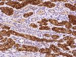 HEN2 Antibody in Immunohistochemistry (Paraffin) (IHC (P))