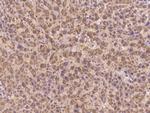 C17orf99 Antibody in Immunohistochemistry (Paraffin) (IHC (P))