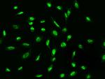 ADAMTSL4 Antibody in Immunocytochemistry (ICC/IF)