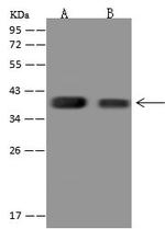 C1orf198 Antibody in Western Blot (WB)