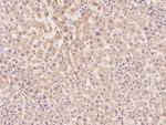 ADPRH Antibody in Immunohistochemistry (Paraffin) (IHC (P))