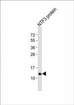 NTF3 Antibody in Western Blot (WB)