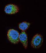 H-Ras Antibody in Immunocytochemistry (ICC/IF)