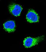 NGF Antibody in Immunocytochemistry (ICC/IF)