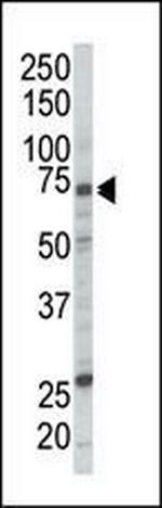 c-Raf Antibody in Western Blot (WB)