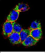 MUC20 Antibody in Immunocytochemistry (ICC/IF)