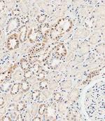 MUC20 Antibody in Immunohistochemistry (Paraffin) (IHC (P))