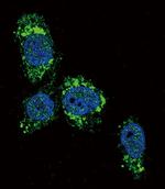 GCK Antibody in Immunocytochemistry (ICC/IF)