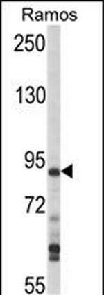 HPK1 Antibody in Western Blot (WB)