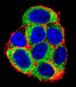 Caspase 9 Antibody in Immunocytochemistry (ICC/IF)