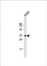 Caspase 9 Antibody in Western Blot (WB)