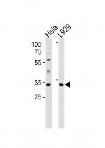 Caspase 9 Antibody in Western Blot (WB)