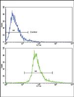 BDNF Antibody in Flow Cytometry (Flow)