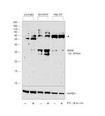 BDNF Antibody in Western Blot (WB)