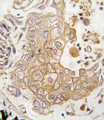 CYP1A1 Antibody in Immunohistochemistry (Paraffin) (IHC (P))