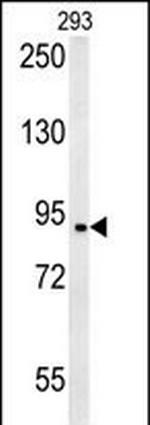 BRD2 Antibody in Western Blot (WB)