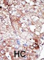 GAK Antibody in Immunohistochemistry (Paraffin) (IHC (P))